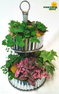 Dish Garden Metal Cake Stand