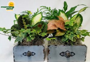 Dish Garden Wooden Drawers