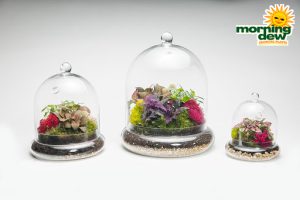 Terrarium Glass Cloche