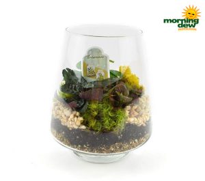 Terrarium Glass Pyramid