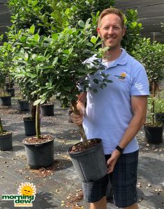 Ficus Daniella Braid