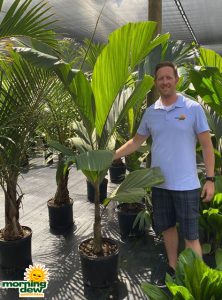 Palm Obi Island (Hydriastele beguinii)