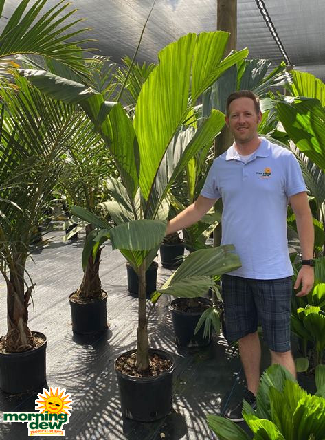 Palm Obi Island (Hydriastele beguinii)