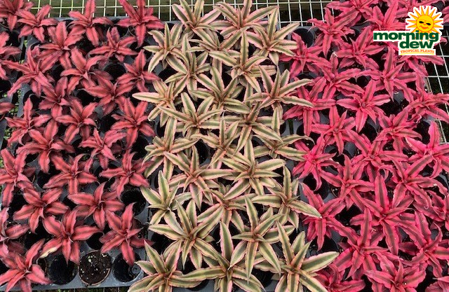 Bromeliad Cryptanthus 2 in
