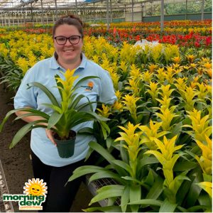 Bromeliad Guzmainia Hilda 5 in