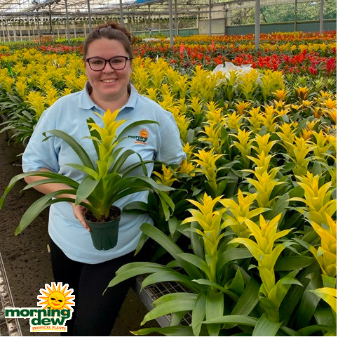 Bromeliad Guzmainia Hilda 5 in