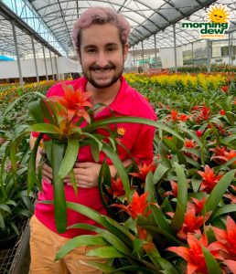 Bromeliad Guzmania Futura 6 in