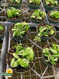 Hoya Compacta Hindu Rope 4 in