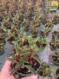 Peperomia Ruby Glow 4 in
