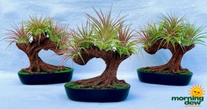 Bromeliad Tillandsia Bonsai Tree 5 in