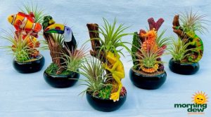 Bromeliad Tillandsia Nature Bowl 6 in