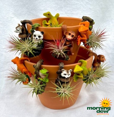 Bromeliad Tillandsia Pot Pals 3 in