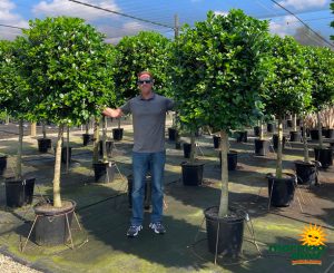 Ficus Moclame 17 in