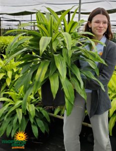 Dracaena Kristi 10 in