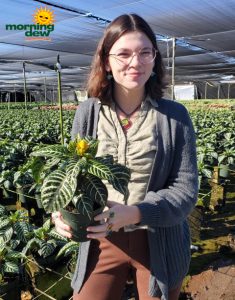 Flowering Aphelandra Dania 6 in