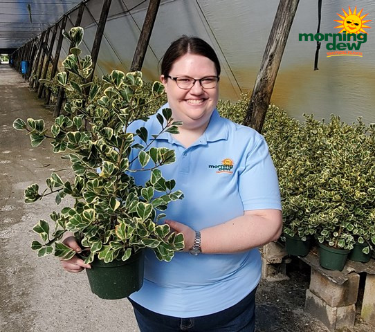 Ficus Triangularis 8 in