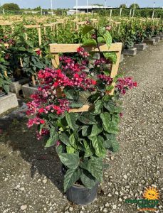 Flowering Clerodendrum Java Glory 10 in