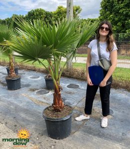 Palm Washingtonia Robusta 17 in