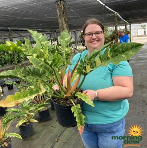 Philodendron Ring of Fire 10 in