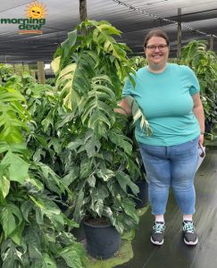 Totem Epipremnum Pinnatum Albo 14 in