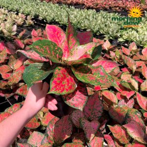 Aglaonema Red Valentine 6 in