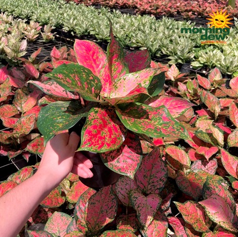 Aglaonema Red Valentine 6 in