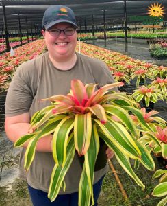 Bromeliad Neoregelia Liebling 6 in