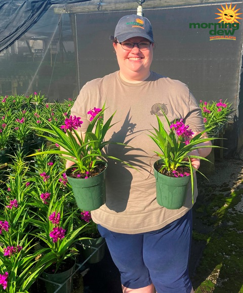 Flowering Spathoglottis 6 in