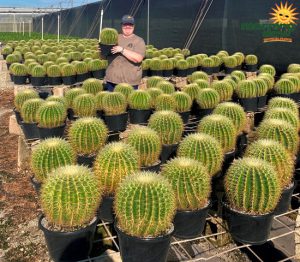 HB Cactus Barrel Varieties 10 in