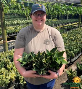 Sansevieria Assorted 4.5 in