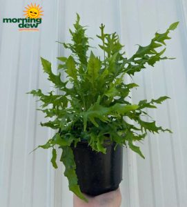 Fern Hawaiian Sunshine 6 in