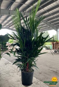 Palm Red Sealing Wax 14 in