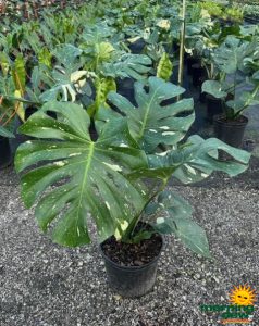 Philodendron Monstera Deliciosa Variegated 10 in