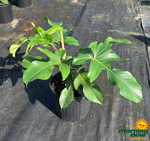 Philodendron Squamiferum 10 in