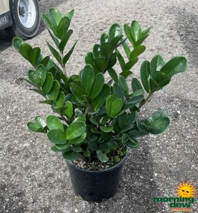 Zamioculcas Zamifolia Lucky 10 in