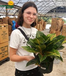 Aglaonema Papaya 8 in