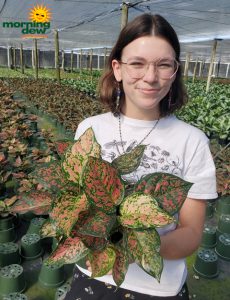 Aglaonema Wishes 6 in