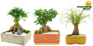 Bonsai-Ceramic Gardens Medium 7 in