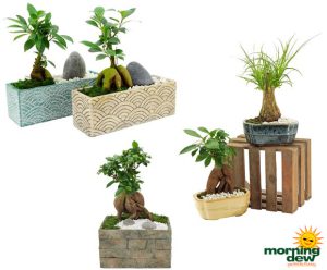 Bonsai Ceramic Gardens Small 5 in