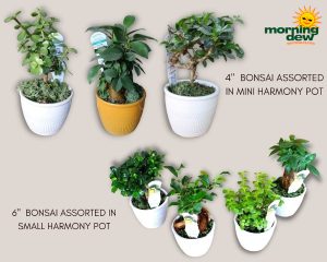 Bonsai Tropical Assorted Harmony 4 in & 6 in