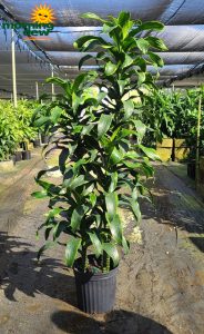 Dracaena Dorado Cane 12 in