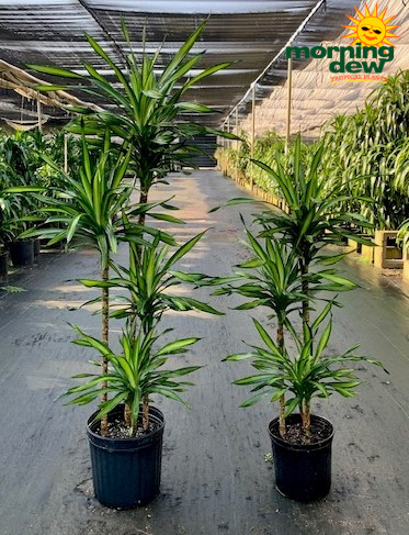 Dracaena Rikki Cane 10 in & 14 in