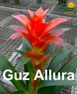 ~Plantstravaganza~Bromeliad Guzmania Allura 5 in