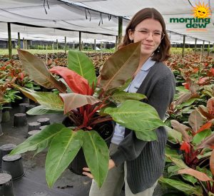 Philodendron Prince of Orange 10 in