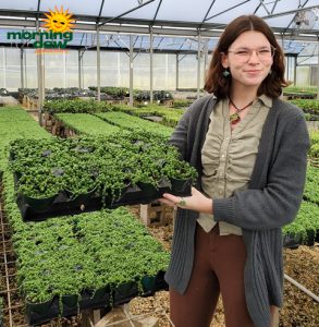 Succulents String of Pearls 4 in