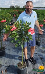 Flowering Hibiscus Standard Pink 10 in