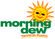 Morning Dew Tropical Plants